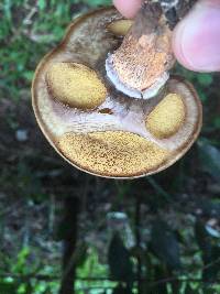 Suillus cothurnatus image