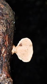 Rigidoporus microporus image