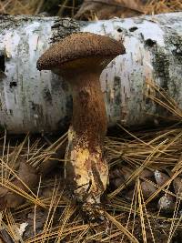 Suillus spraguei image