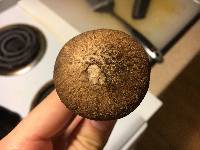 Suillus spraguei image