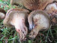 Paxillus involutus image