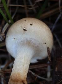 Pholiota lenta image