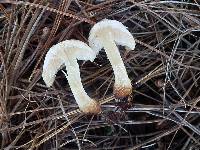 Pholiota lenta image