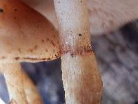 Pholiota brunnescens image