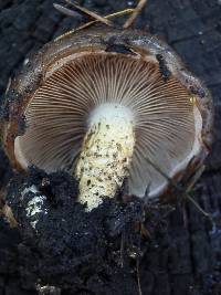 Pholiota brunnescens image