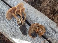 Pholiota brunnescens image