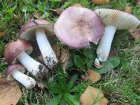 Russula occidentalis image