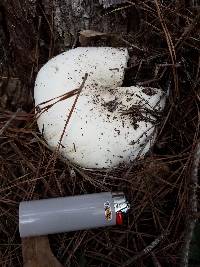 Lactarius piperatus image