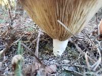 Lactarius piperatus image