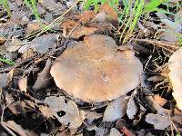 Clitocybe brunneocephala image