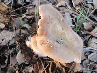 Clitocybe brunneocephala image