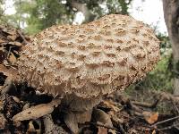 Chlorophyllum rachodes image