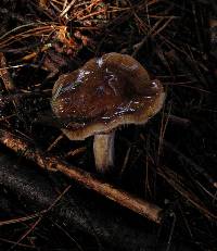 Cortinarius vanduzerensis image