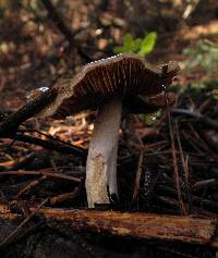 Cortinarius vanduzerensis image