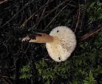 Lactarius pseudomucidus image