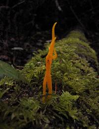 Clavulinopsis laeticolor image