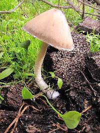 Psathyrella longipes image