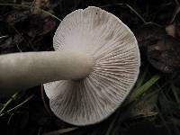 Hygrophorus roseobrunneus image