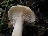 Hygrophorus roseobrunneus image