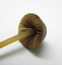 Conocybe tenera image