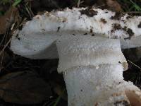 Amanita magniverrucata image