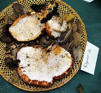 Polyporus gayanus image