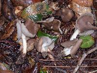 Helvella compressa image