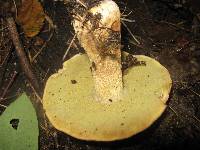 Boletus hortonii image