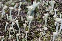 Cladonia grayi image