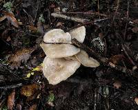 Clitocybe subconnexa image