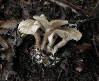 Clitocybe subconnexa image