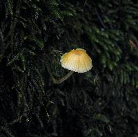 Galerina clavata image