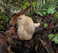 Lactarius pallescens image