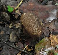 Lycoperdon umbrinum image