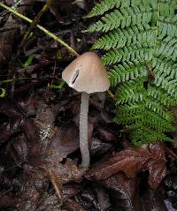 Psathyrella longipes image