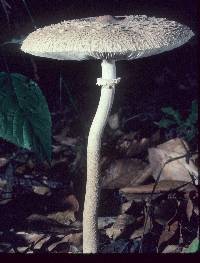 Macrolepiota prominens image