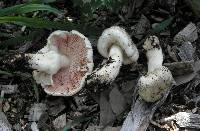 Agaricus californicus image