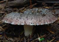 Russula griseoviridis image