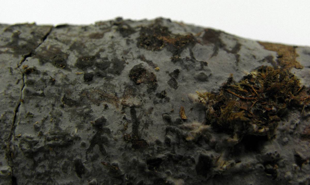 Exidiopsis grisea image