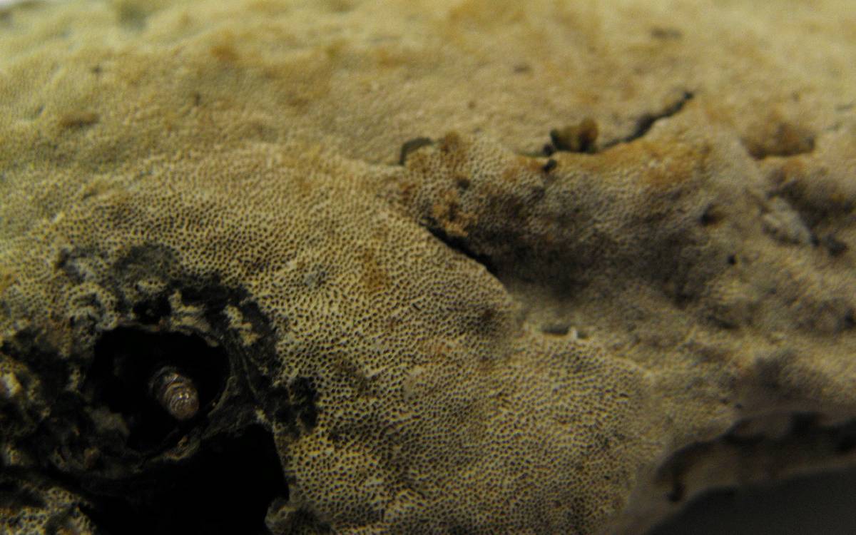 Schizopora flavipora image