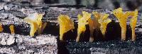 Dacryopinax spathularia image