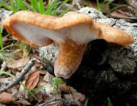 Polyporus tuberaster image