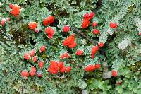 Cladonia didyma image