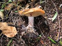 Clitocybe brunneocephala image