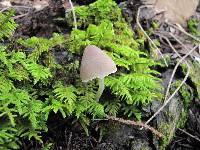 Psathyrella longipes image