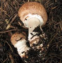 Agaricus fuscofibrillosus image