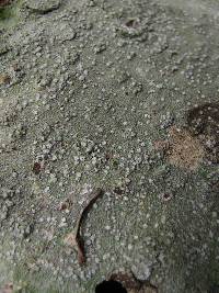 Pertusaria amara f. amara image