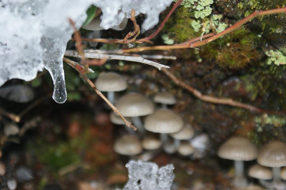 Mycena tintinnabulum image