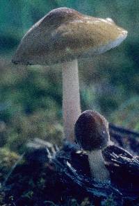 Pluteus flavofuligineus image