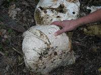 Calvatia booniana image